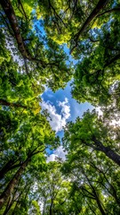 Fototapeta premium A low-angle view of lush green tree canopies