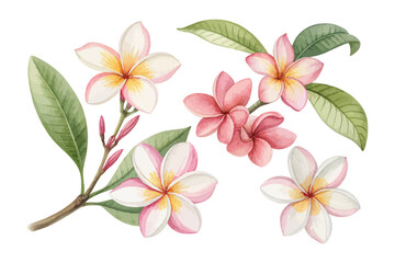 Obraz premium Watercolor Plumeria (Frangipani) Clipart, Soft Tropical Flower, vector illustration isolated on white background