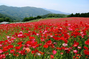 日本：ポピー（Papaver）畑【彩の国ふれあい牧場】埼玉県皆野町＆東秩父村・5月 © yumiko