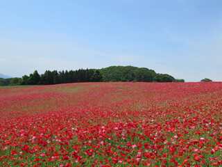 日本：ポピー（Papaver）畑【彩の国ふれあい牧場】埼玉県皆野町＆東秩父村・5月 © yumiko