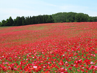 日本：ポピー（Papaver）畑【彩の国ふれあい牧場】埼玉県皆野町＆東秩父村・5月 © yumiko