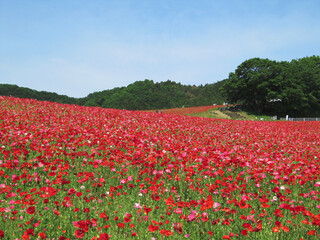 日本：ポピー（Papaver）畑【彩の国ふれあい牧場】埼玉県皆野町＆東秩父村・5月 © yumiko