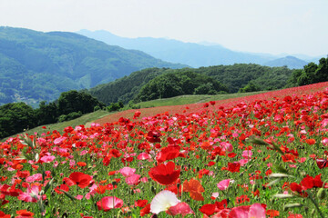 日本：山を背景にポピー（Papaver）畑【彩の国ふれあい牧場】埼玉県皆野町＆東秩父村・5月 © yumiko