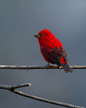 Male Scarlet Finch (Carpodacus sipahi) Perched on Branch in Mandal, Uttarakhand &ndash; Vibrant Red Himalayan Songbird