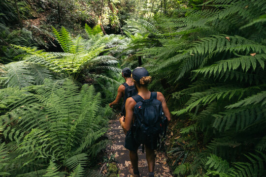 Friends hiking in a rainforest in summer