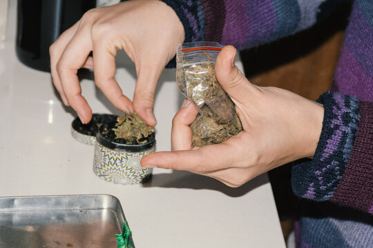 Hands placing marijuana flowers on grinder 