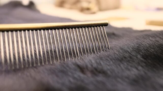 Iron comb straightens sable fur during handmade fur coat production showing animal pelt hairs and skin texture in detailed manual manufacturing process of fur garments