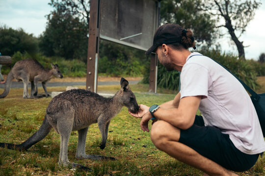 Man petting a wild kangaroo in the countryside