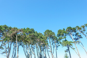 Scenic background image of tall pine trees with long trunks in row under blue sky