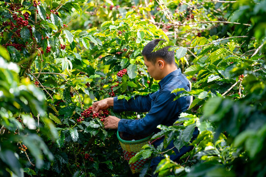 Asian man coffee farmer harvesting and picking organic ripe red coffee beans at coffee plantation, sustainable agriculture lifestyle and traditional farming in tropical rural environment concept.