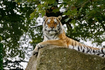 Tiger resting on a rock high up with a tree in the background. Tiger is looking at you. © Joseph