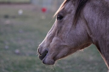 Naklejka premium Horse in a field at dusk looking into the distance showing the muscular face and mane