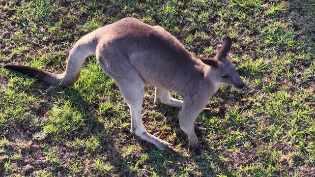 Kangaroo from above m/cup Australia