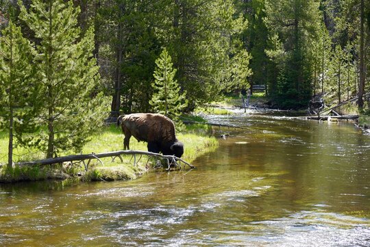 A wild bison drinking from a river in green forest land in Yellowstone National Park