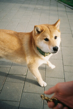 Shiba Inu Dog Walking on Pavement

