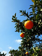 파란 하늘과 노란 귤