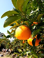 탐스럽게 열린 노란 귤