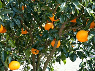 귤이 주렁주렁 달린 귤 나무