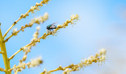 Green bottle fly or Lucilia on ponytail palm flower