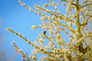 Green bottle fly or Lucilia on ponytail palm flower