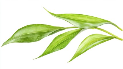 Obraz premium Aloea vera isolated on white background