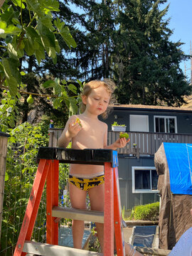 Toddler eats fresh fig in his undies
