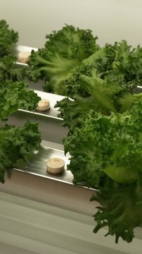 Close up of fresh green kale plants growing indoors.