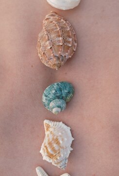 Seashells on Back Close-up