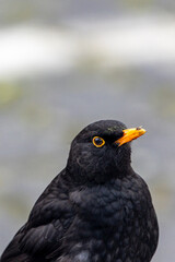 Fototapeta premium Blackbird (Turdus merula) capturing fly with bright yellow beak