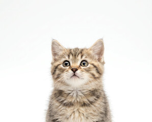 Obraz premium Small Cute Kitten Looking Up with Curious Eyes – Realistic Soft Fur on White Background