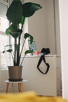 Photographer&rsquo;s Workspace with Plant and Camera
