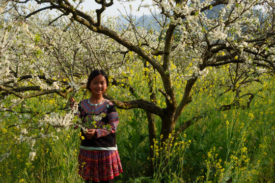 Hmong children enjoying plum blossoms in Moc Chau, Son La provin