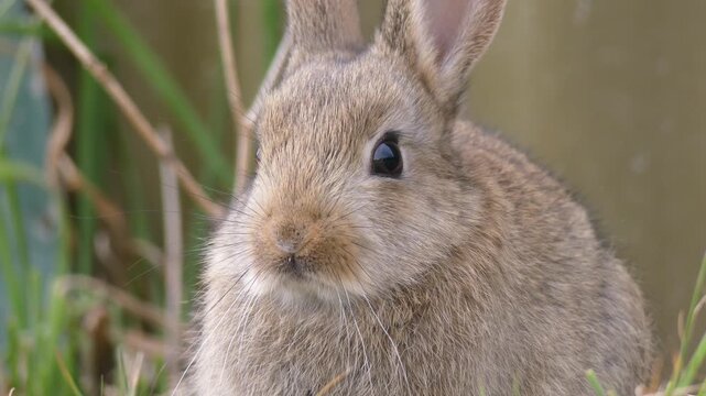 Cute baby bunny rabbit face close up with nose twitching looking at camera