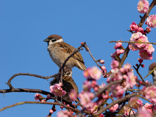 Obraz premium 梅の花とスズメ