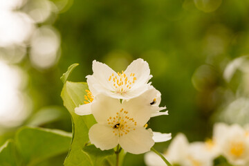 Jaśminowiec wonny ,Philadelphus coronarius Kwiat jaśminu © © Jakacki