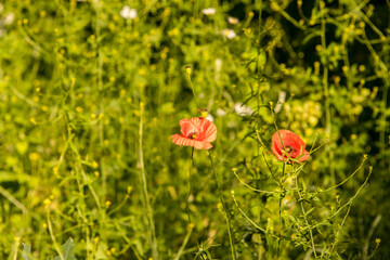 piękne czerwone maki polne, Papaver rhoeas © © Jakacki