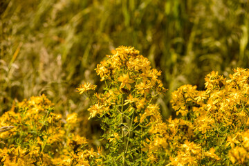 Dziurawiec zwyczajny, Hypericum perforatum © © Jakacki
