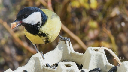 Close-up wildlife photograph of a great tit holding a walnut kernel in its beak while perched on a recycled egg carton feeder. © Andrei