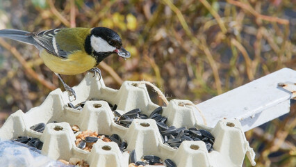 Natural light portrait of a European great tit actively taking food from a DIY feeder. The composition emphasizes sustainability, texture contrast © Andrei
