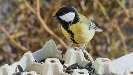Professional wildlife photo featuring a great tit balancing on a cardboard egg tray filled with sunflower seeds. Clean framing and realistic tones showcase everyday garden bird behavior.  © Andrei