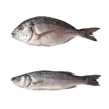 aw dorado and sibas fish isolated on white background