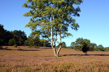 Bloom Juniper in the Valley B&uuml;senbachtal in the Heath L&uuml;neburger Heide, Lower Saxony