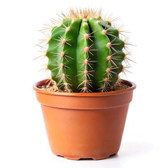 Minimalist Houseplant Graphic of a Prickly Cactus in Brown Pot