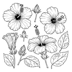 Fototapeta premium Hand Drawn Tropical Floral Vignette for Summer Greeting Cards