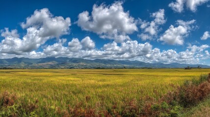 Obraz premium Lush Golden Rice Field Under Bright Blue Sky with Fluffy Clouds and Majestic Mountains in the Background on a Sunny Day