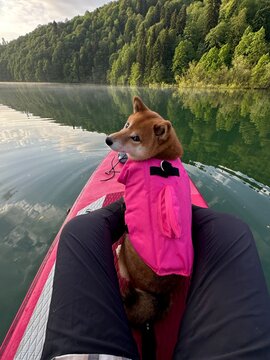 Shiba Inu Enjoys a Peaceful Paddleboarding Experience on a Lake
