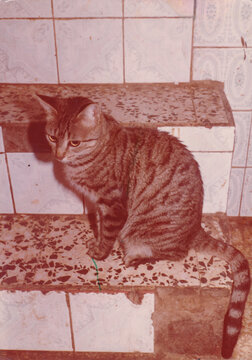 Cat Resting on Tiled Steps in a Cozy Indoor Setting