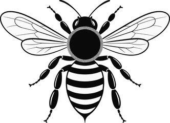 Fototapeta premium Detailed black and white vector illustration of a bee with symmetrical wings, striped abdomen, segmented legs, antennae, and intricate vein patterns for educational, artistic, and scientific use.