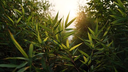 A lush bamboo thicket at golden hour  long title Verdant bamboo leaves sway in the warm golden light of the setting sun creating a serene natural