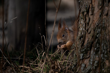 Fototapeta premium A cute red squirrel holding a nut or a cone while hiding behind a tree bark in a sunny park